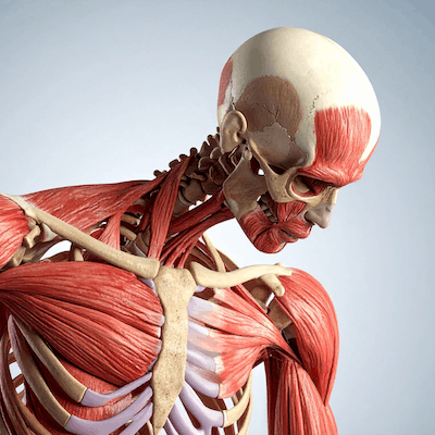 formation anatomie